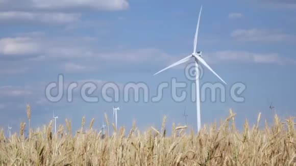 在成熟的年轻小麦领域旋转风力涡轮机视频的预览图
