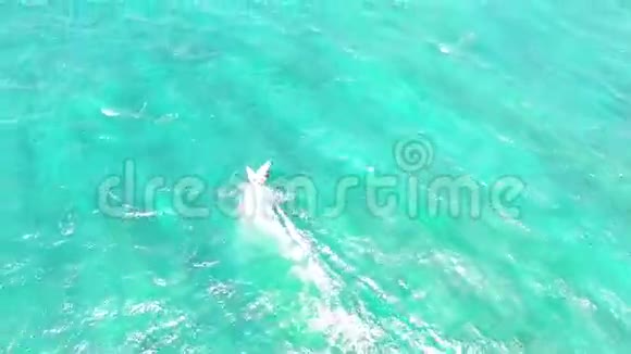 冲浪者在平静的深蓝色绿松石海水中滑行冲浪极限夏季运动4k顶部鸟瞰视频的预览图