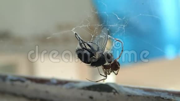 房子里的蜘蛛准备一只苍蝇吃它把猎物带到一个更好的地方视频的预览图