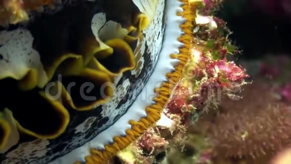 马尔代夫海底的双壳类软体动物大型vdeo特写镜头视频的预览图