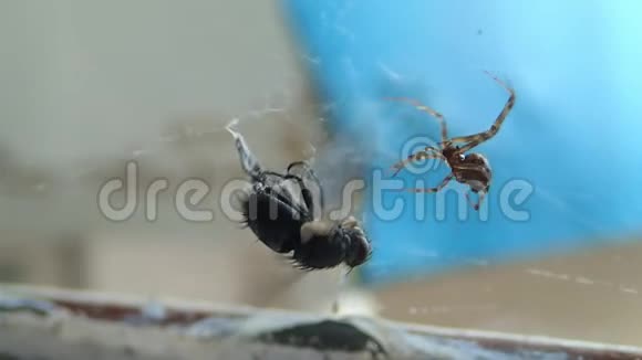 家中的蜘蛛准备一只苍蝇吃它用丝绸覆盖猎物的头部并给予一些致命的咬伤视频的预览图