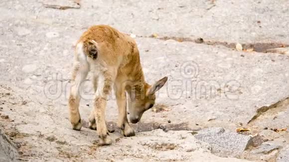 一只可爱的小山羊从春天的岩石里喝水视频的预览图