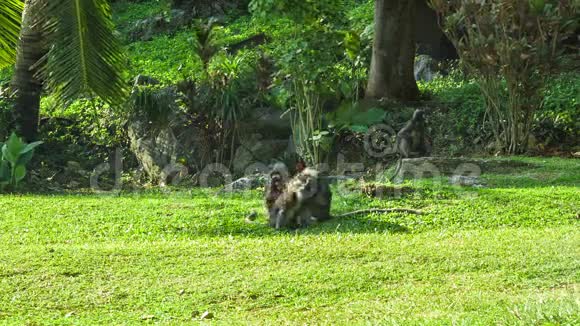 猴子在阳光明媚的草坪上玩耍视频的预览图