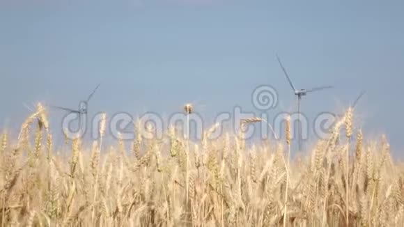 风车在小麦地产生的替代电能关门视频的预览图