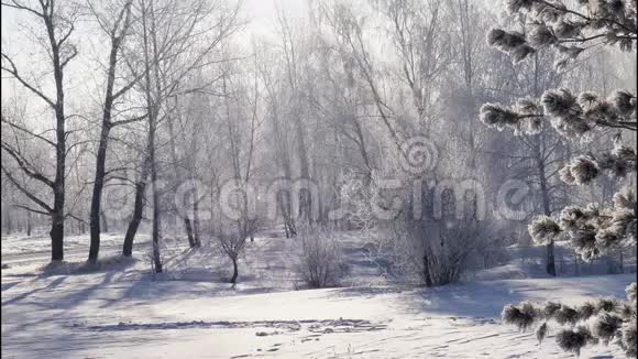 阳光明媚的一天冬天公园下雪视频的预览图