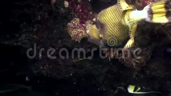 马尔代夫海底的三角鱼独角兽鱼吃珊瑚视频的预览图