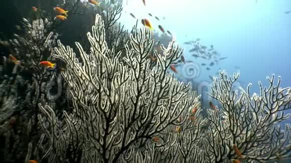 珊瑚马尔代夫背景下的亮黄色橙色鱼类学校视频的预览图