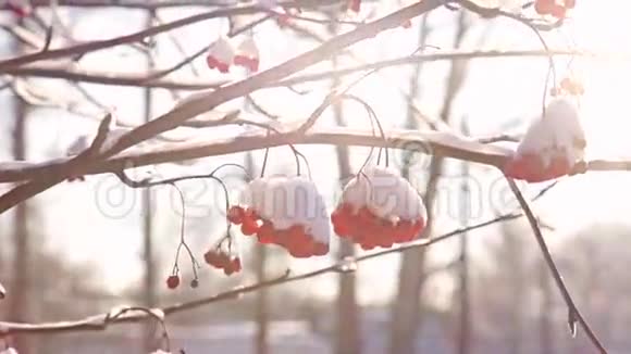 冬日阳光下的罗文树视频的预览图