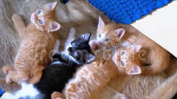 毛茸茸可爱的四只小猫躺在家里的沙发上环顾四周视频的预览图