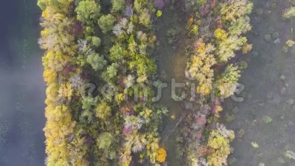 秋天4k的空中镜头飞过森林从上面看乌克兰视频的预览图