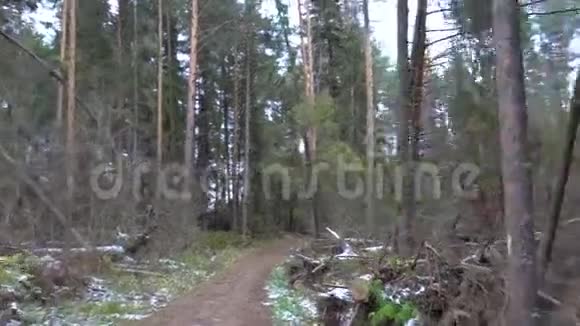 砍伐森林和松树的射击视频的预览图
