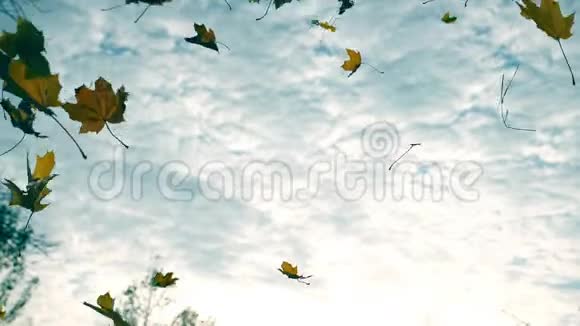 秋天公园里落下的黄色枫叶背景是多云的天空美丽的风景缤纷的秋天视频的预览图
