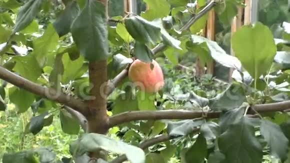 成熟的苹果挂在树上视频的预览图