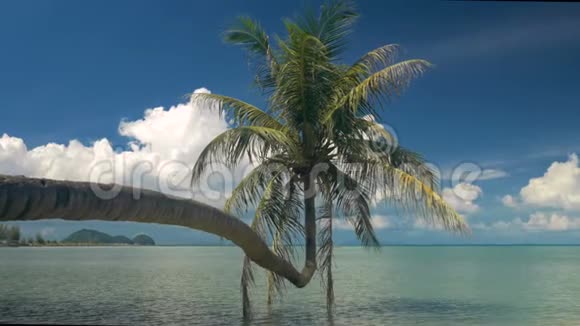 单掌树挂在泻湖上视频的预览图