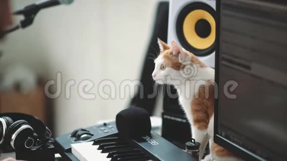 红白相间的小猫走在电脑桌上视频的预览图
