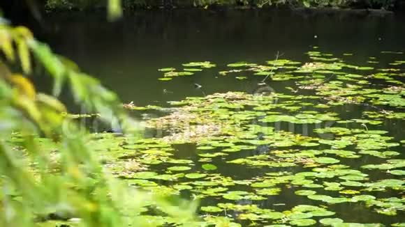 一个池塘一个湖上美丽的大鸭子芦苇和睡莲视频的预览图