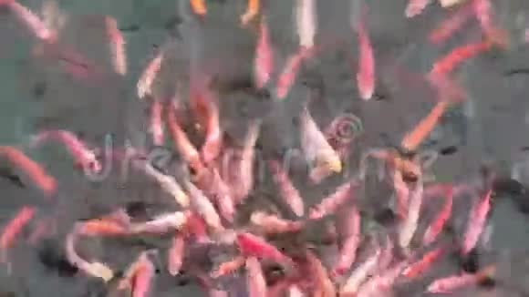 鱼在追逐食物视频的预览图