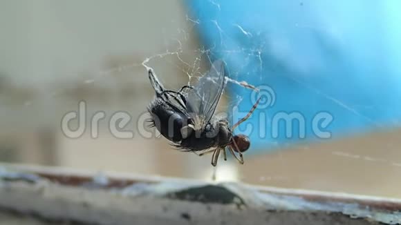 家蜘蛛准备一只苍蝇在网上吃视频的预览图