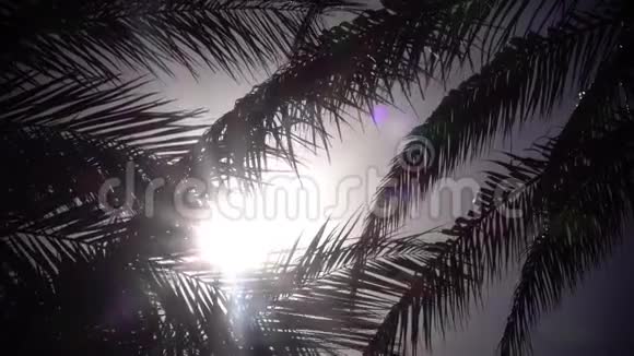 棕榈树在海滩上随风摇摆快关门慢动作视频的预览图