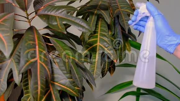 穿着蓝色橡胶手套的女孩喷洒绿色植物房屋清洁视频的预览图