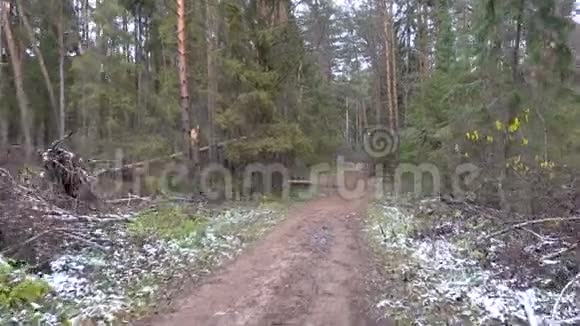 松林森林砍伐录像视频的预览图