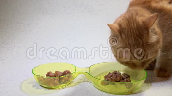 一只红猫从白色背景的碗里慢慢地吃潮湿的食物视频的预览图