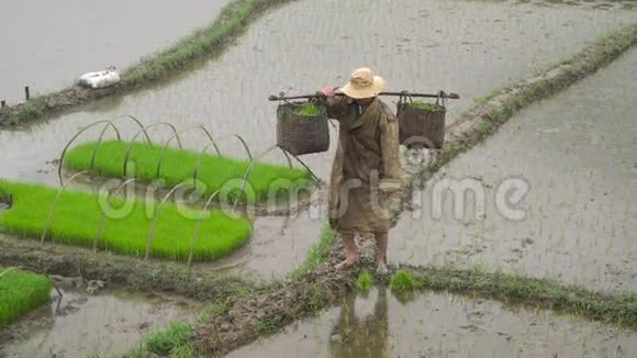 农夫在篮子里放着稻芽视频的预览图