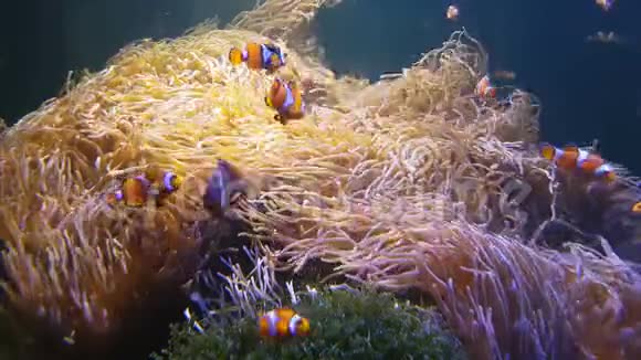 4K尼莫小丑鱼在五颜六色的健康珊瑚礁上的海葵中游泳海葵在水下游泳视频的预览图