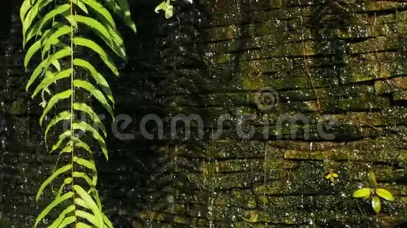 瀑布与绿色植物装饰前面的背景视频的预览图