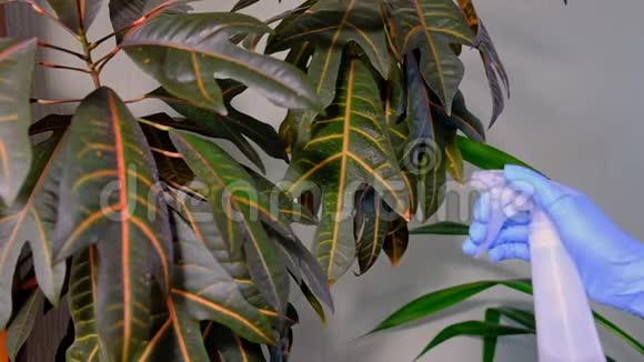 穿着蓝色橡胶手套的女孩喷洒绿色植物房屋清洁视频的预览图