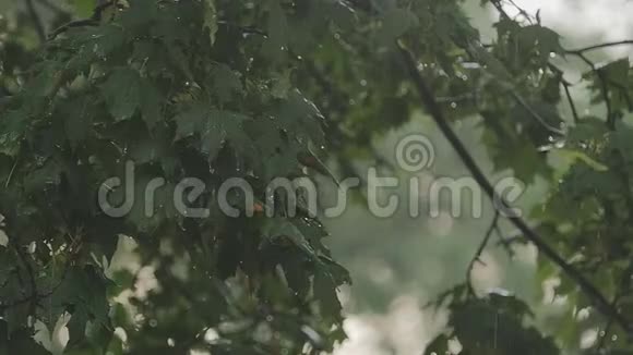 一阵强风摇动着树枝大雨落在树叶上沙沙作响视频的预览图