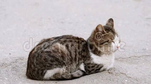 流浪猫躺在街道的沥青路面上视频的预览图