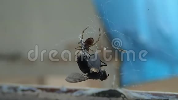房子里的蜘蛛准备一只苍蝇吃它第一次咬到腿视频的预览图