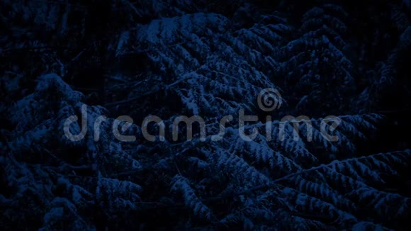 夜幕降临时的松树视频的预览图