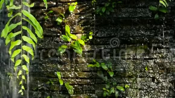 瀑布与绿色植物装饰前面的背景视频的预览图
