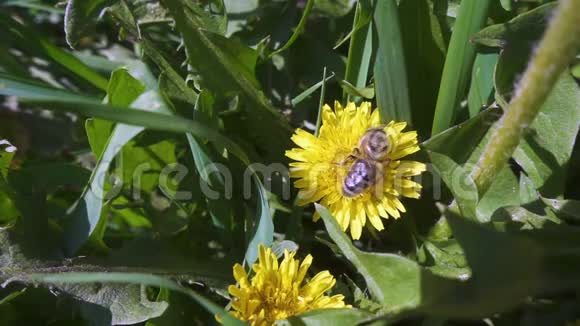 蜜蜂正在收集蒲公英花上的花粉慢动作视频的预览图