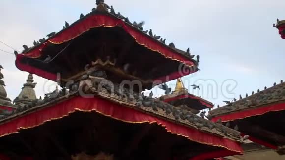 尼泊尔加德满都Durbar广场的屋顶上坐着鸽子视频的预览图