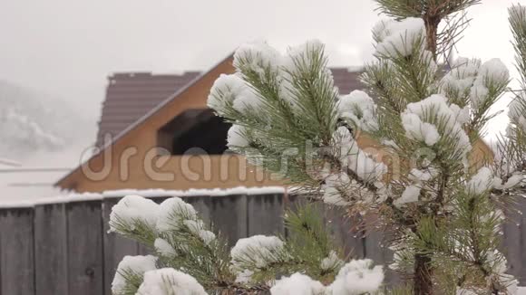 木屋背景上的一棵融雪的松树视频的预览图