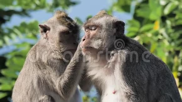 猴子印度尼西亚慢动作4k视频的预览图