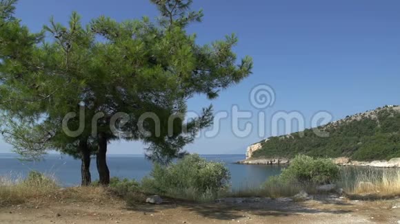 希腊塔索斯海岸附近的树木视频的预览图