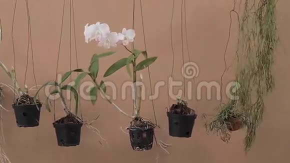 兰花挂在花盆里视频的预览图