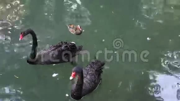 湖上的黑天鹅视频的预览图