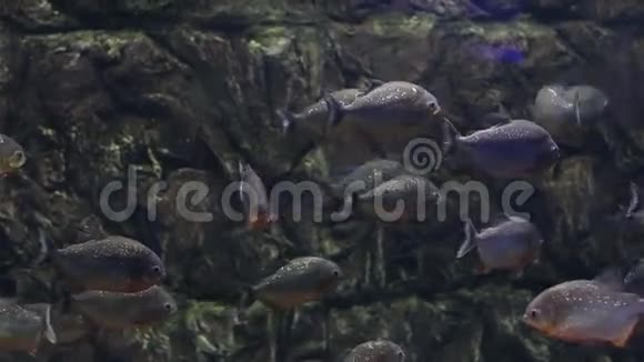水族馆里的皮兰哈鱼视频的预览图