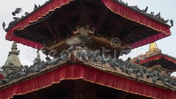 尼泊尔加德满都Durbar广场的屋顶上坐着鸽子视频的预览图