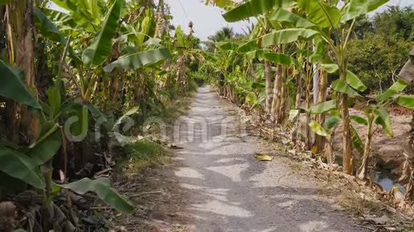 湄公河三角洲的水果种植园视频的预览图