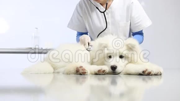 兽医诊所里的兽医检查犬心脏牙齿耳朵皮毛和爪子检查视频的预览图