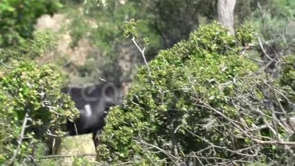 在希腊塔索斯森林里散步的黑山羊视频的预览图