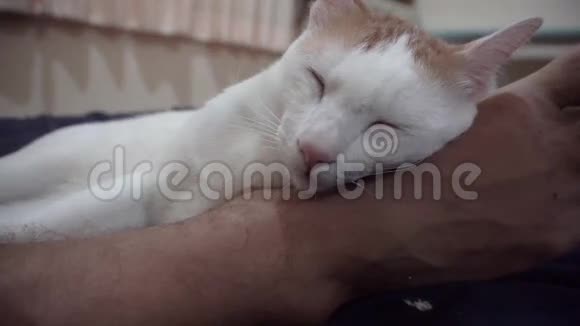 猫睡在公腿上视频的预览图