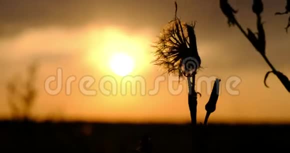 一片草地的剪影在夕阳的映衬下从风中激荡视频的预览图