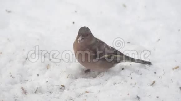 雪中常见的糠视频的预览图